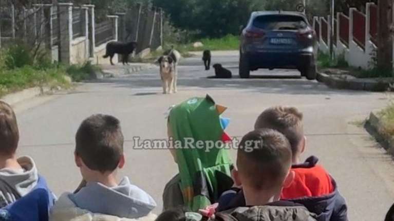 Λαμία: Στο νοσοκομείο μητέρα μετά από επίθεση σκύλου έξω από νηπιαγωγείο - Αγέλη αδέσποτων καταγγέλλουν γονείς