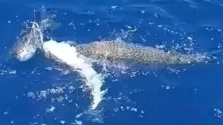 ΛΑΓΟΚΕΦΑΛΟΙ ΜΑΧΗ