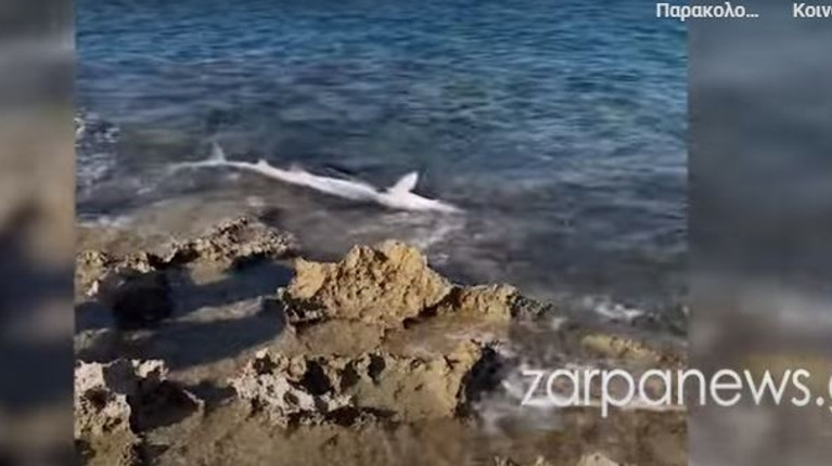 καρχαριας