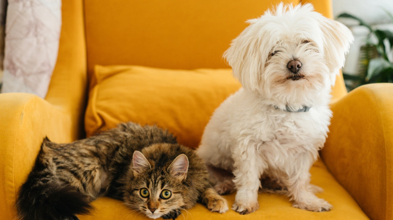 animals