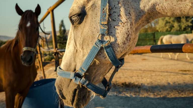 I Promise to Animals: Η σημερινή ημέρα είναι από αυτές που έχουν ξεχωριστή σημασία -Ο σεβασμός δεν αφορά μόνο εμάς