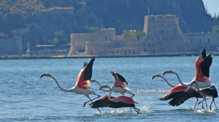 ΡΟΖ ΦΛΑΜΙΝΓΚΟ ΝΑΥΠΛΙΟ