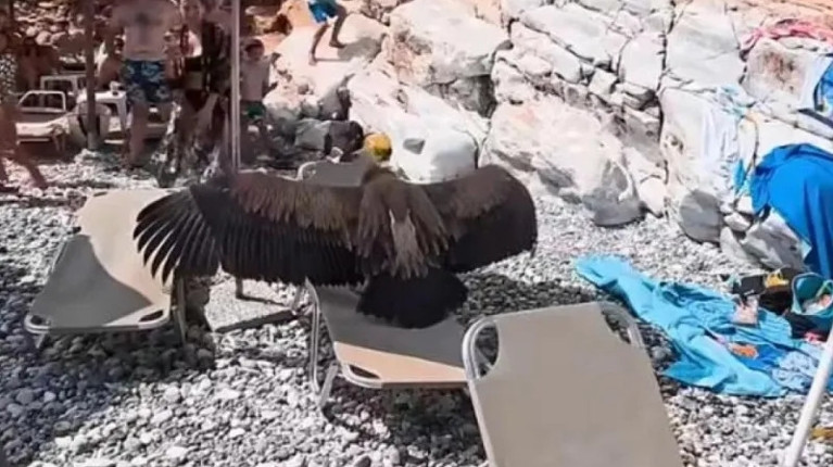 γυπας κρητη