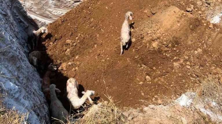 "Α Promise to Animals" για Τρίκαλα: Αν είναι δυνατόν να θάβουν ζωντανά τα  πρόβατα - είναι βαρβαρότητα