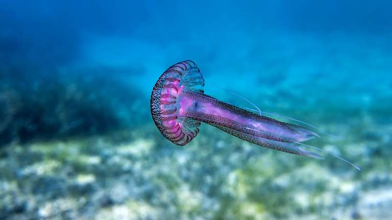 Εξαπλώνονται ταχύτατα στις ελληνικές θάλασσες οι μωβ μέδουσες - Σε ποιες ακτές υπάρχει έξαρση