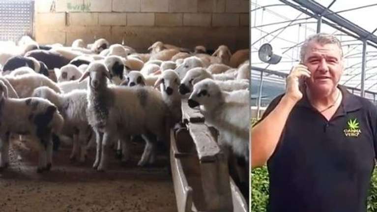 Τρελάθηκαν από τη χαρά τους τα πρόβατα που έφαγαν την κάναβη στον Αλμυρό: "Πηδούσαν πιο ψηλά από τα κατσίκια"