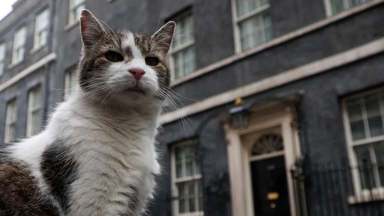 Λάρι, ο γάτος της Downing Street που "έφαγε" έξι πρωθυπουργούς - Εχει επιβιώσει από πανδημία, σκάνδαλα και Brexit