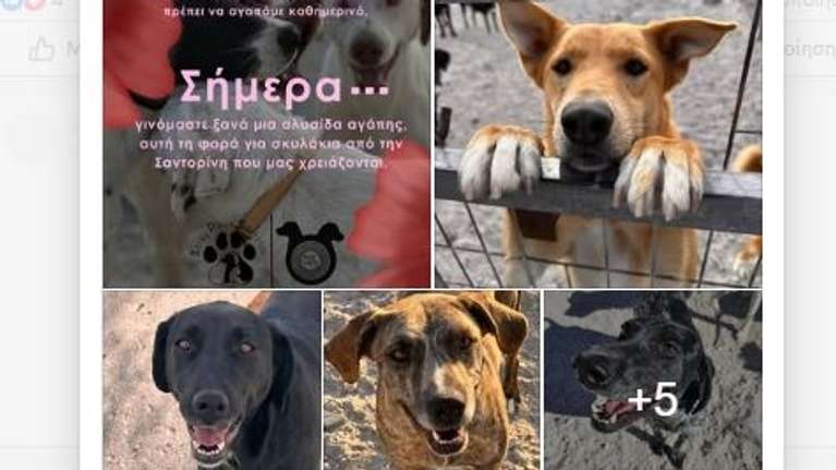 Πώς μπορείτε να γίνετε κρίκοι στην αλυσίδα αγάπης για τα σκυλάκια της Σαντορίνης που μας χρειάζονται